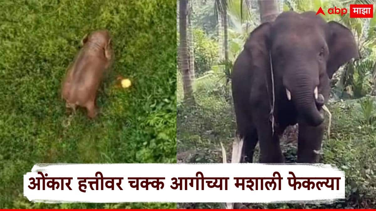 Onkar Elephant Sindhudurg: ओंकार हत्तीवर वनविभागाच्या कर्मचाऱ्याने चक्क आगीच्या मशाली फेकल्या; सिंधुदुर्गातील चीड आणणार प्रकार