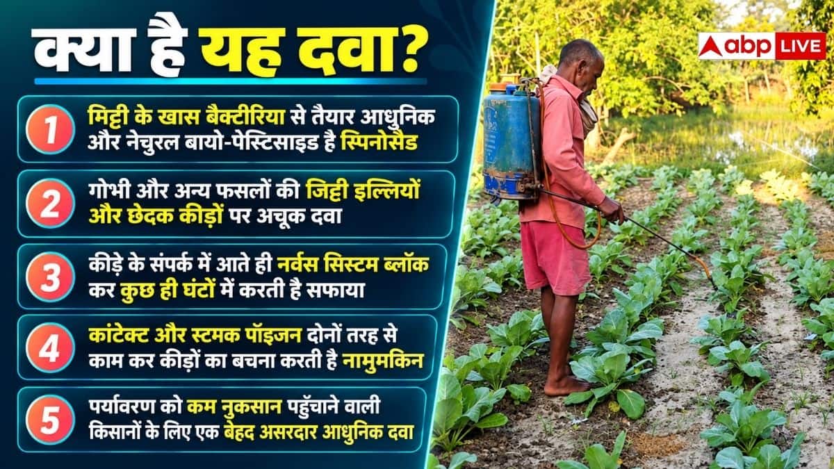 गोभी की फसल के लिए कितनी कारगर है स्पिनोसैड दवा? कैसे करें इस्तेमाल