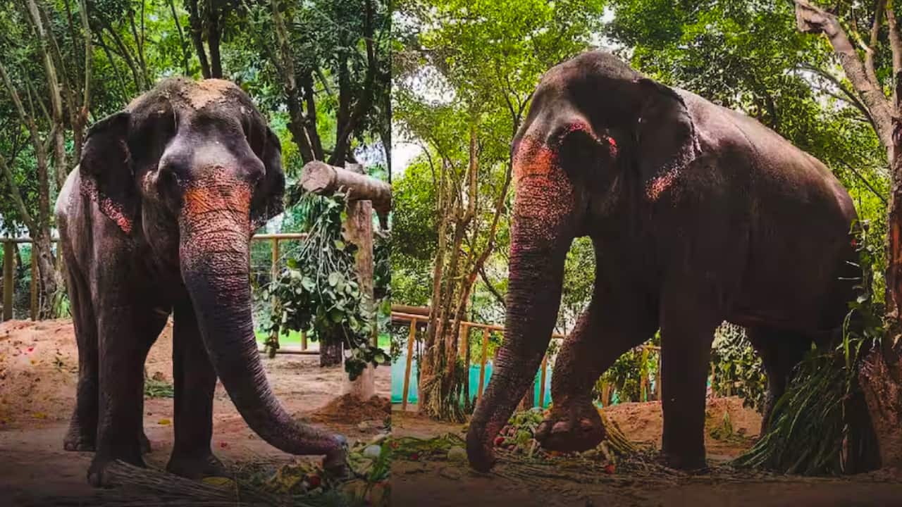'माधुरी हत्तीणीला पुन्हा वनतारात पाठवा..' पेटा इंडियाची सर्वोच्च न्यायालयात धाव; राजू शेट्टी म्हणाले, 'पेटा करत असलेली कारवाई..'