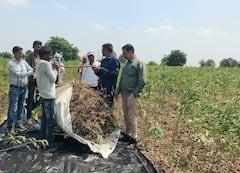 Akola Drought Crisis : अकोल्यात शेतकऱ्याला अवघे एकरी 750 ग्रॅम सोयाबीन उत्पादन; पीक कापणी अहवालातून परिस्थितीची भीषण दाहकता समोर, बळीराजा दुबार संकटात