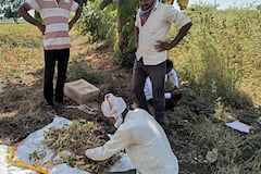 Akola Drought Crisis : अकोल्यात शेतकऱ्याला अवघे एकरी 750 ग्रॅम सोयाबीन उत्पादन; पीक कापणी अहवालातून परिस्थितीची भीषण दाहकता समोर, बळीराजा दुबार संकटात