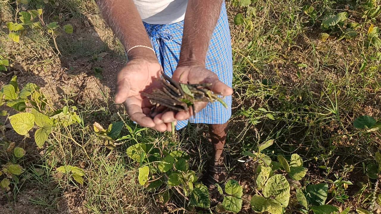 पाली में कमजोर मानसून ने तोड़ी किसानों की कमर, ट्रेन से मंगाएंगे पानी
