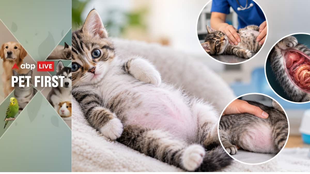 Pet First | Why Does Your Kitten Have A Swollen Belly? Vet-Recommended Treatments And Care