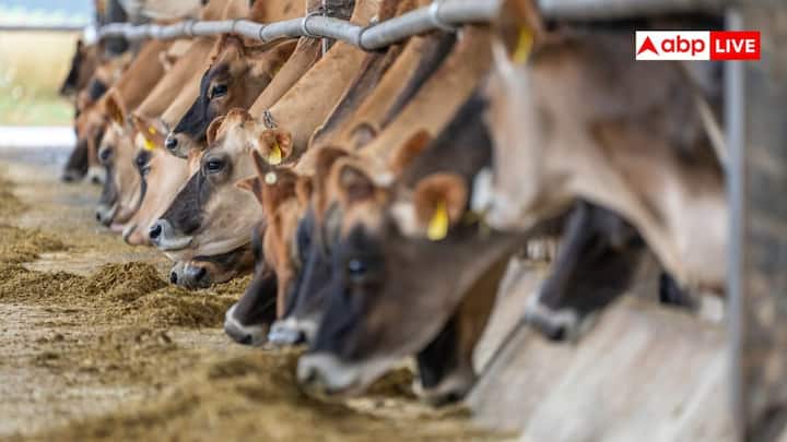 पशु चिकित्सक की सलाह लेना जरूरी: शतावर खिलाने से पहले पशु चिकित्सक से इसकी सही मात्रा और इस्तेमाल का तरीका पूछें. इससे पशु की जरूरत के मुताबिक सही फैसला लेने में मदद मिलेगी.