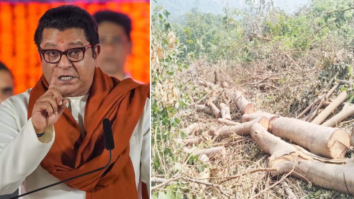 कर्जत भीमाशंकरच्या जंगलात बेलगाम झाडांच्या कत्तली, अडीच लाखांवर झाडं धोक्यात; पर्यावरणाची राख करून प्रकल्पाचा घाट? स्थानिक नागरिक आज राज ठाकरेंची भेट घेणार