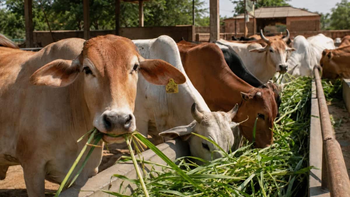 Drought Action Plan : फडणवीस सरकारचा मोठा निर्णय! महाराष्ट्रातील चारा परराज्यात पाठवण्यास बंदी, वीजनिर्मितीसाठी चाऱ्याचा वापर बंद