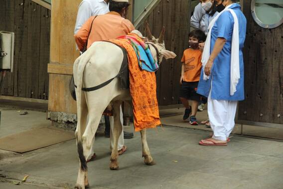 Kareena Kapoor Son Taimur Ali Khan Takes Blessings From Nandi Bull Outside His Bandra Residence In the recently released promo, when karan johar asked priyanka chopra if she knows whom is varun dhawan dating, she said no. abp live abp news