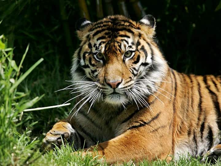 Maharashtra news Incidents of poaching of seven tigers in Madhya Pradesh including Vidarbha अंधश्रद्धेपायी वाघांची शिकार, विदर्भासह मध्यप्रदेशात तब्बल सात वाघांच्या शिकारीच्या घटना उघडकीस