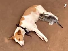WATCH | Unusual Yet Heartwarming! Kitten Spotted Feeding Milk From Nursing Dog